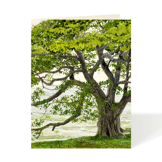 English Oak Tree Blank Card