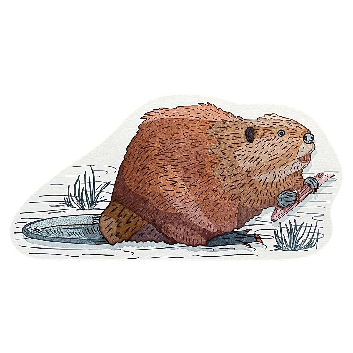 Beaver Postcard