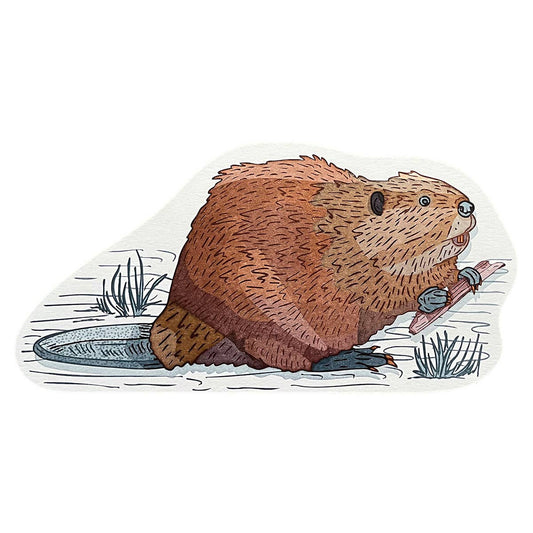 Beaver Postcard
