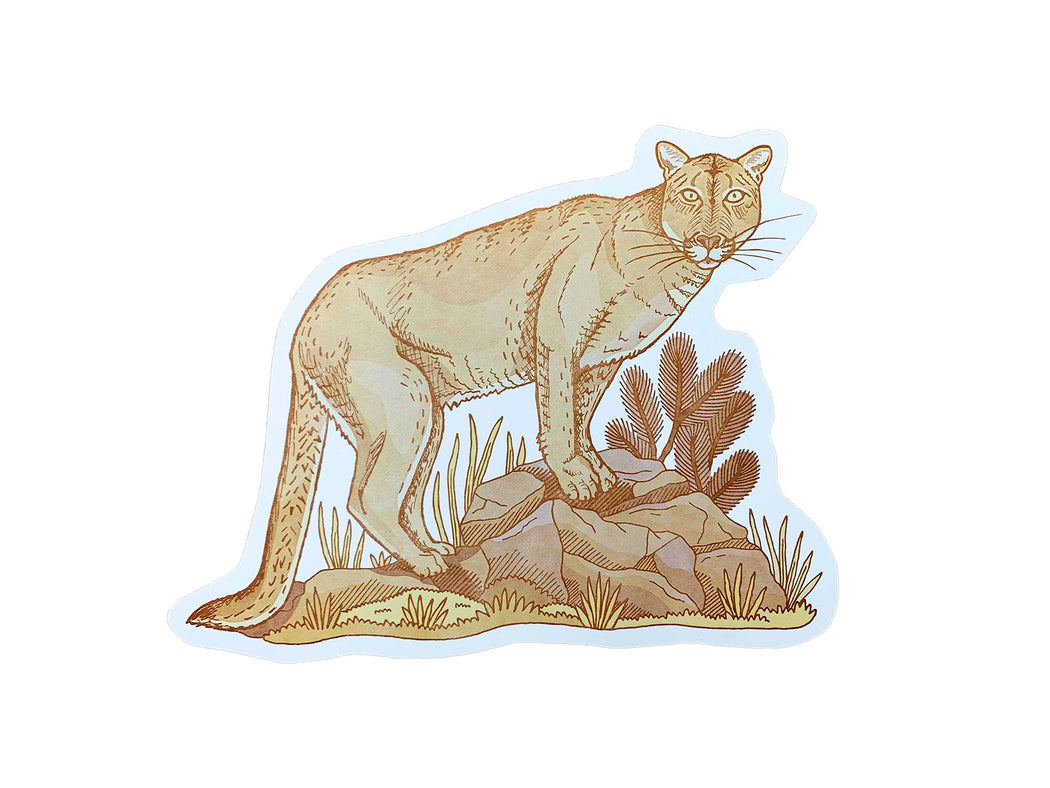 Mountain Lion Postcard Card