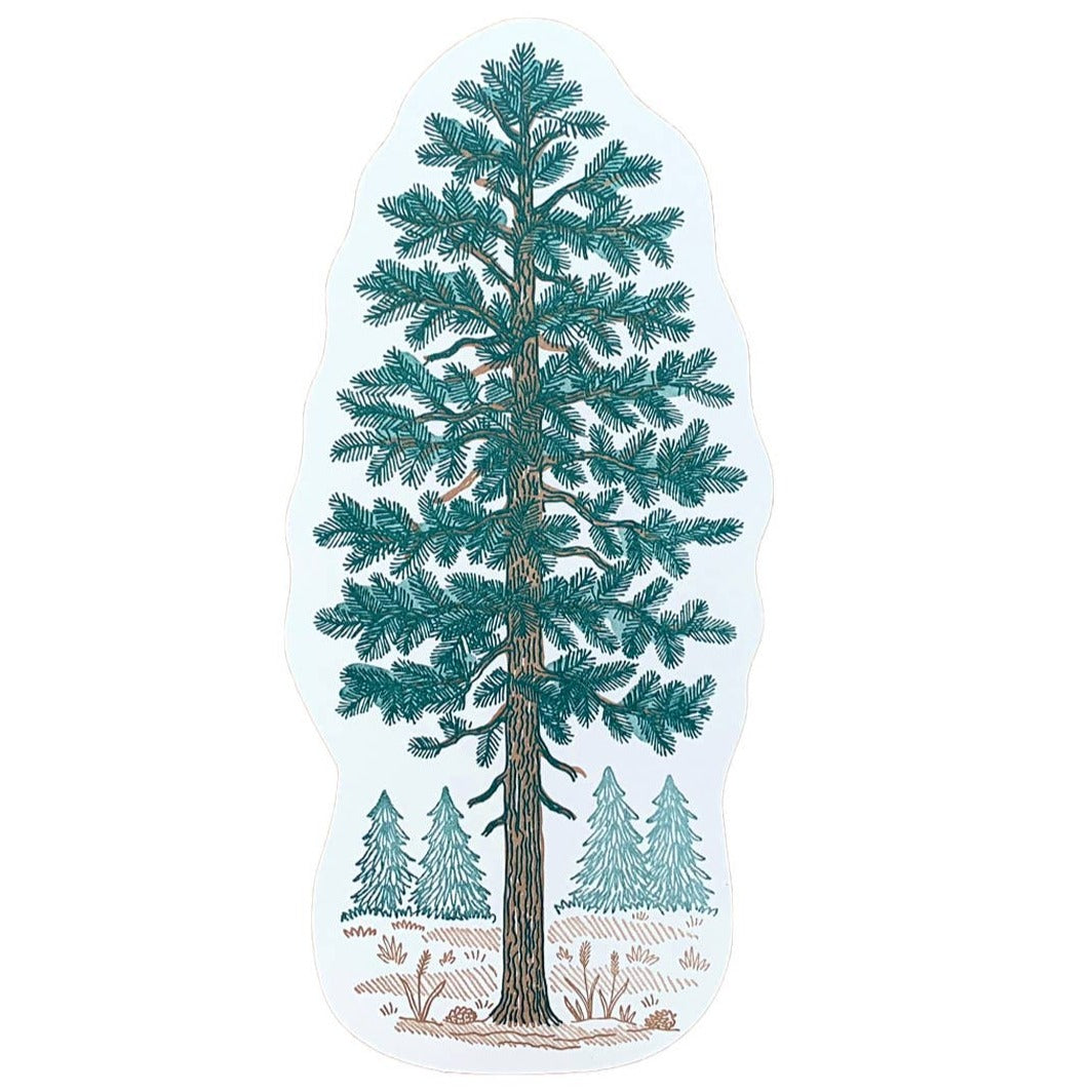 Pine Trees Postcard Card